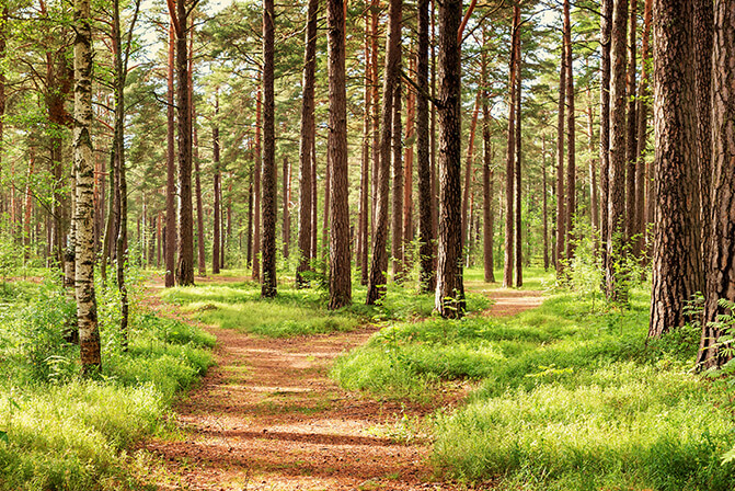 Carbon neutrality