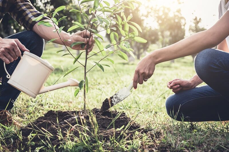 replantación de árboles en el Reino Unido